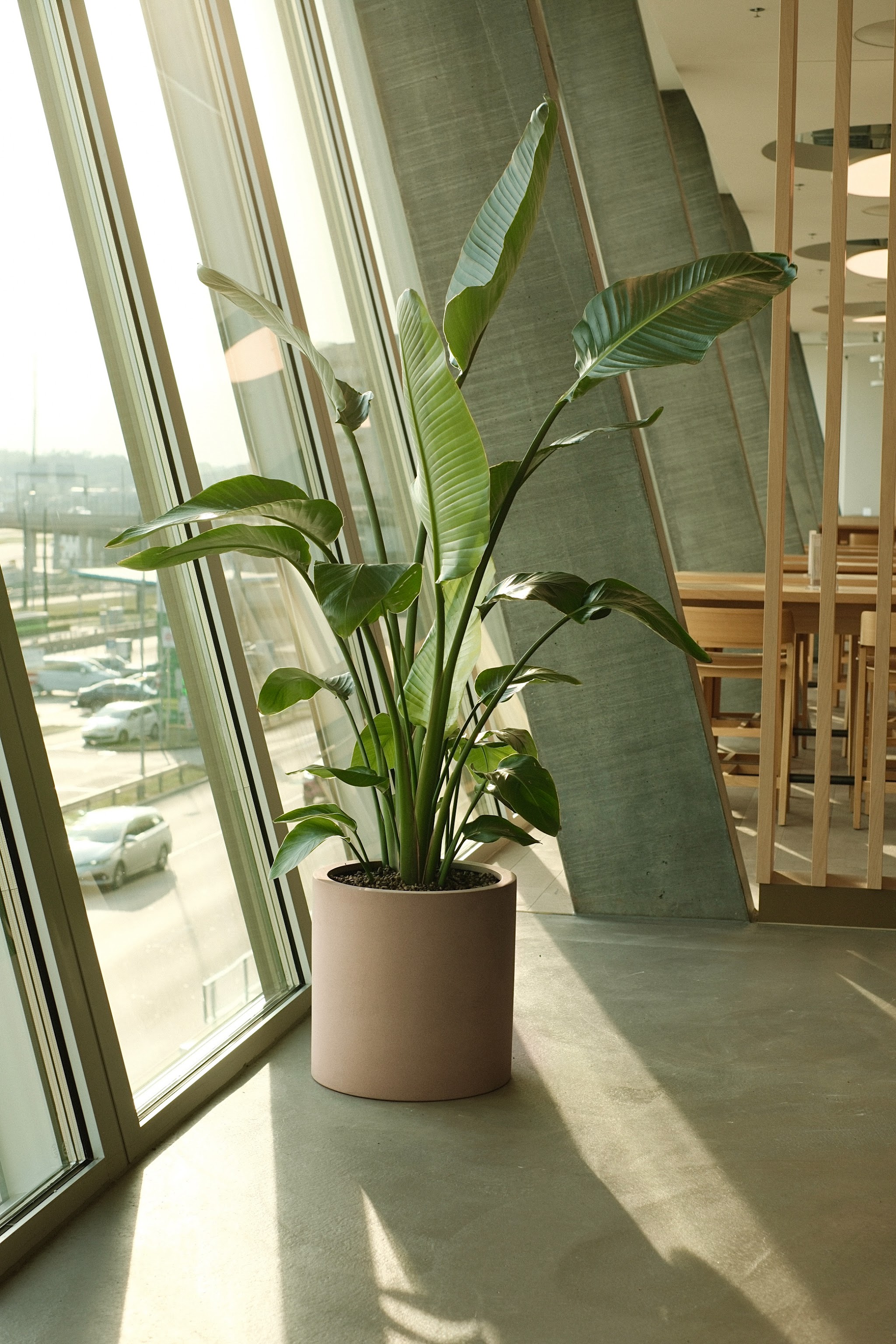 Strelitzia im runden Gefäss vor einer Fensterfront