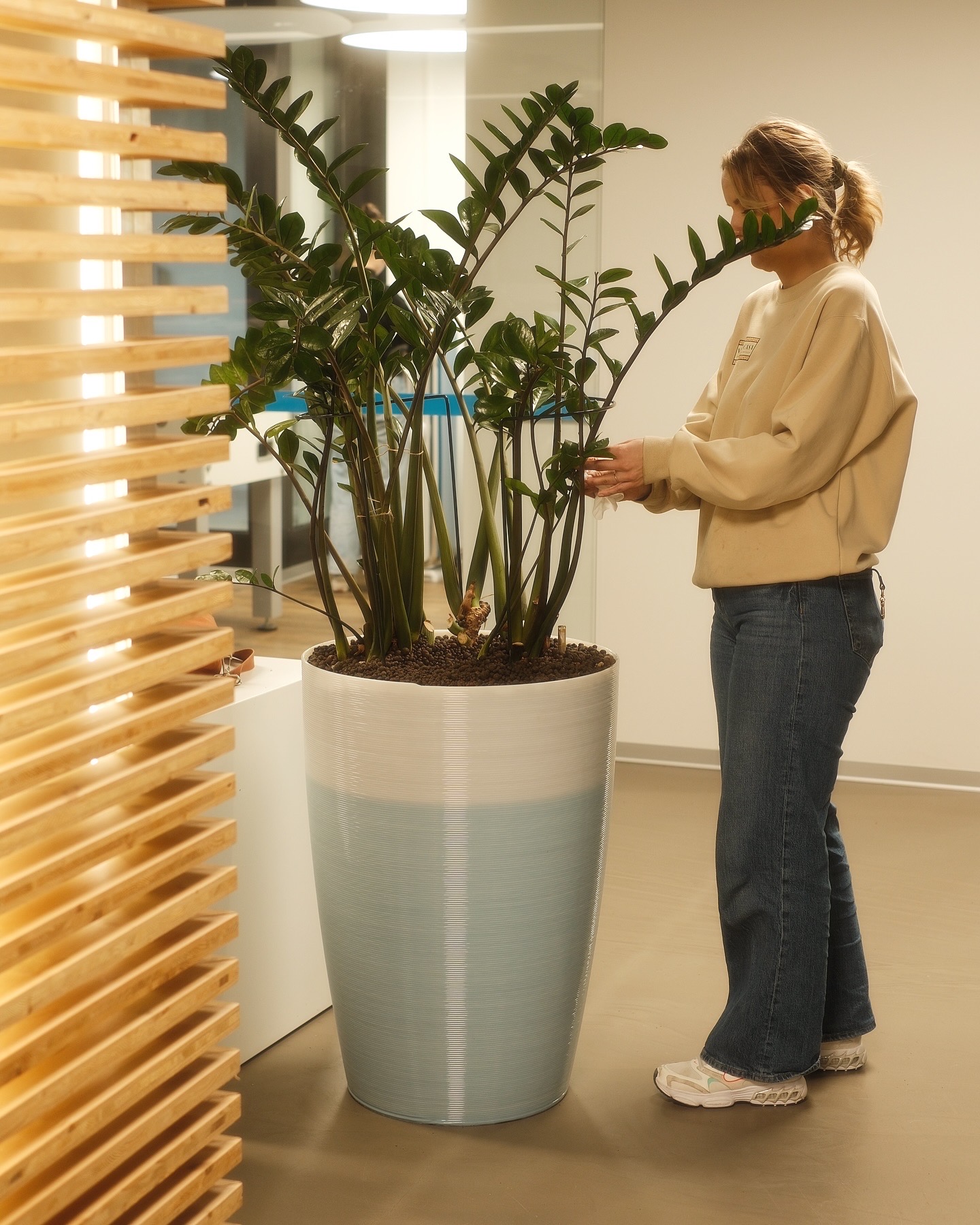 Mitarbeiterin pflegt eine Zamioculcas im hellblauen Gefäss