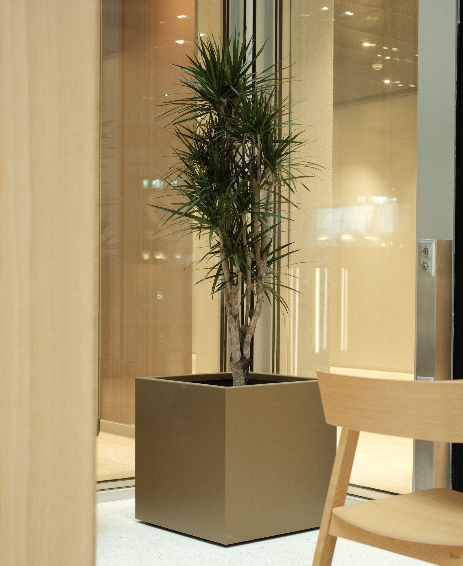 Drachenbaum im bronzefarbenen Kubus vor Holz und Glas