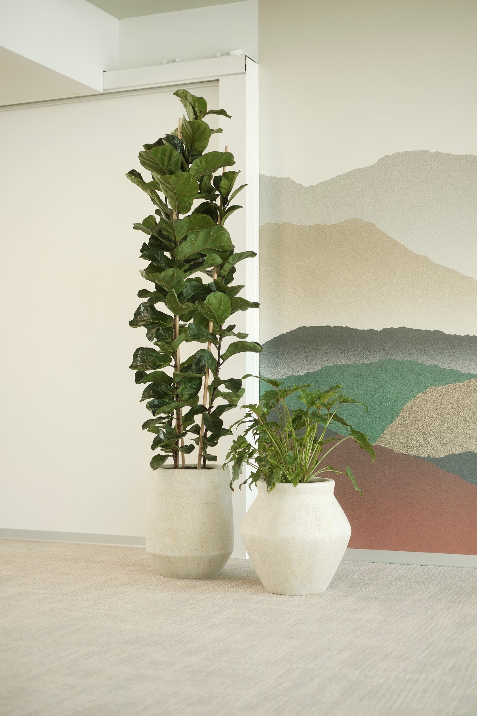 Zwei Ficus lyrata vor einer gemalten Berglandschaft