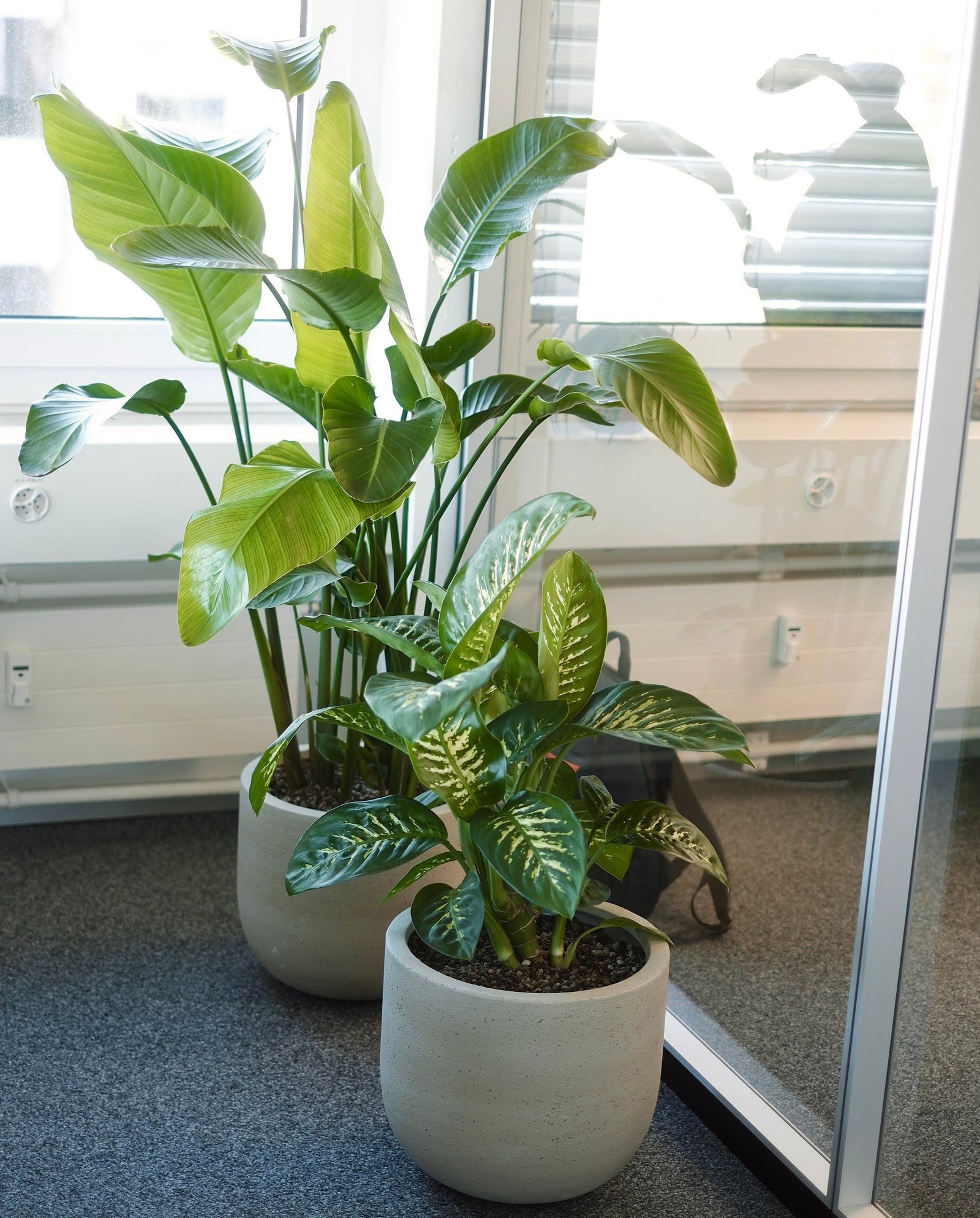 Strelitzia und Dieffenbachia neben einer Glaswand im Büro