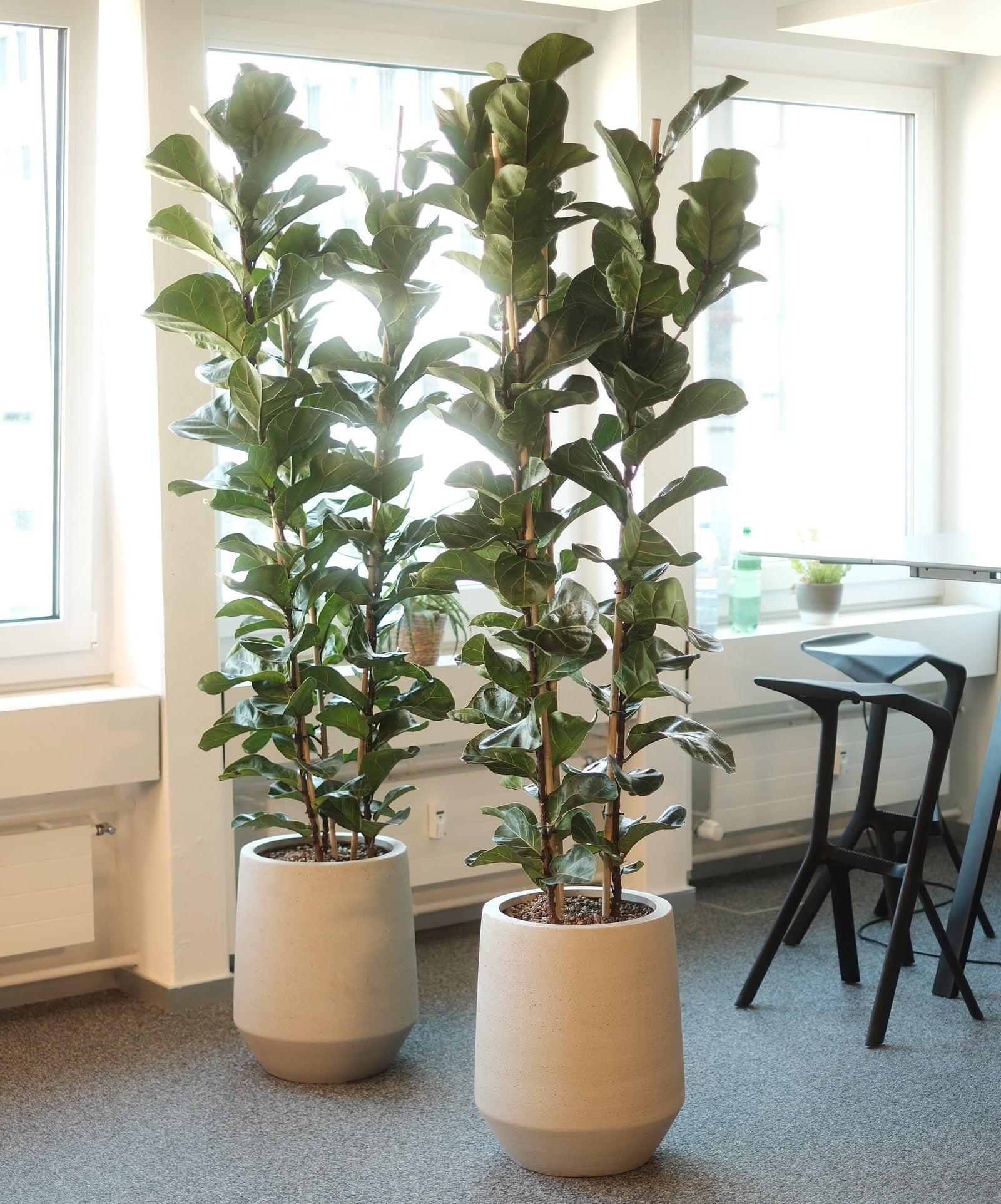 Zwei hohe Ficus lyrata in Gefässen neben Bürofenstern