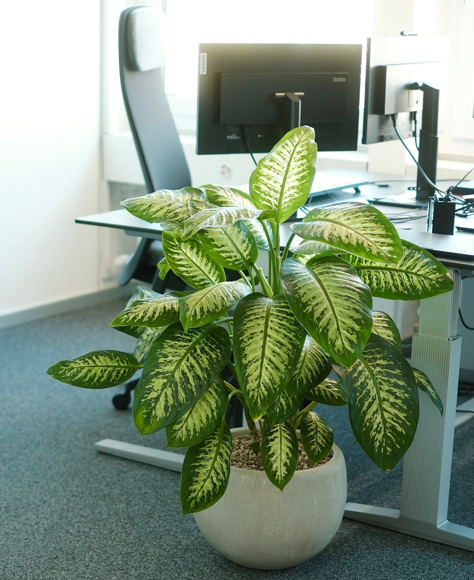 Dieffenbachia im hellen Gefäss neben Arbeitsplätzen