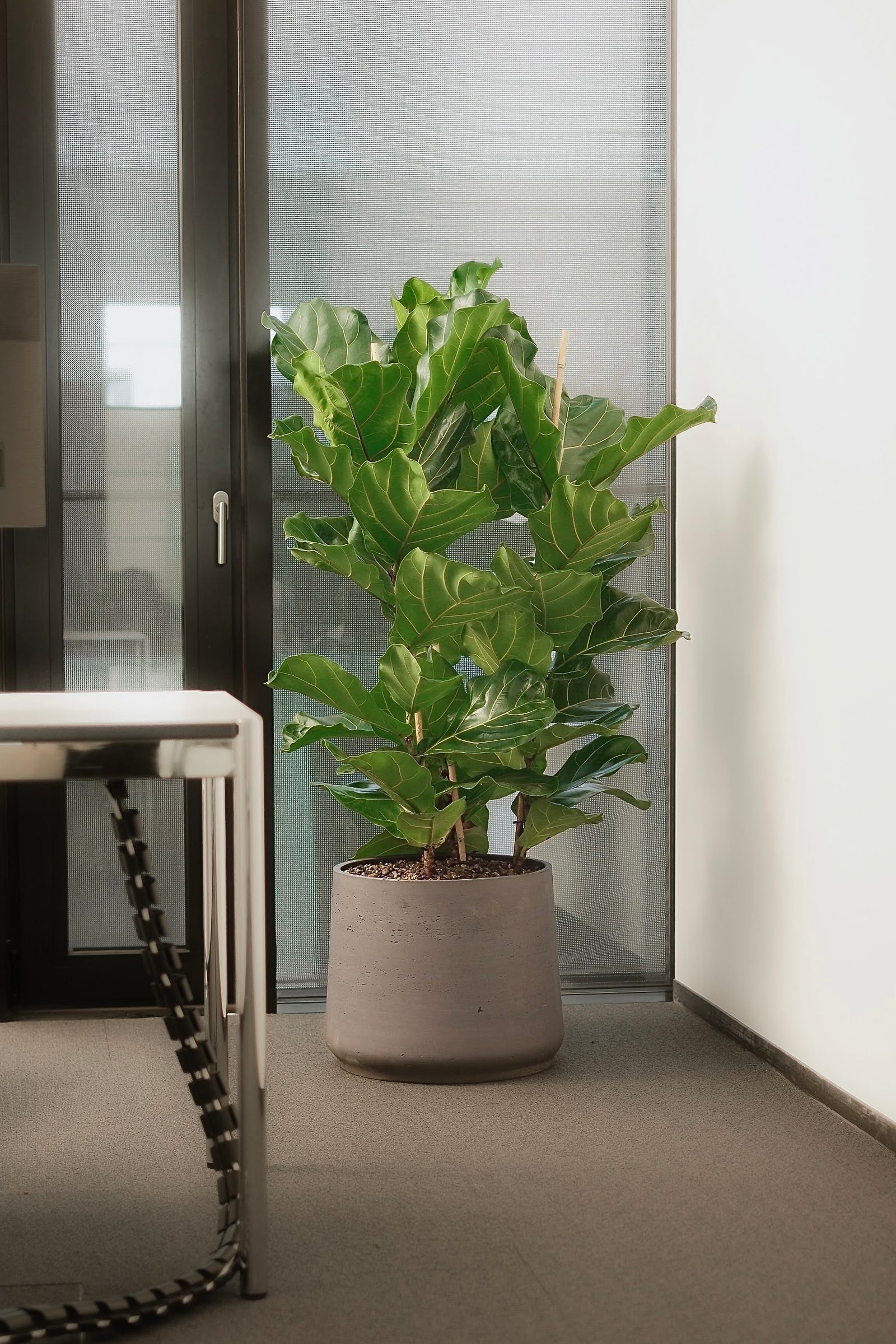 Geigenfeige im rosafarbenen Gefäss vor einer Bürotür