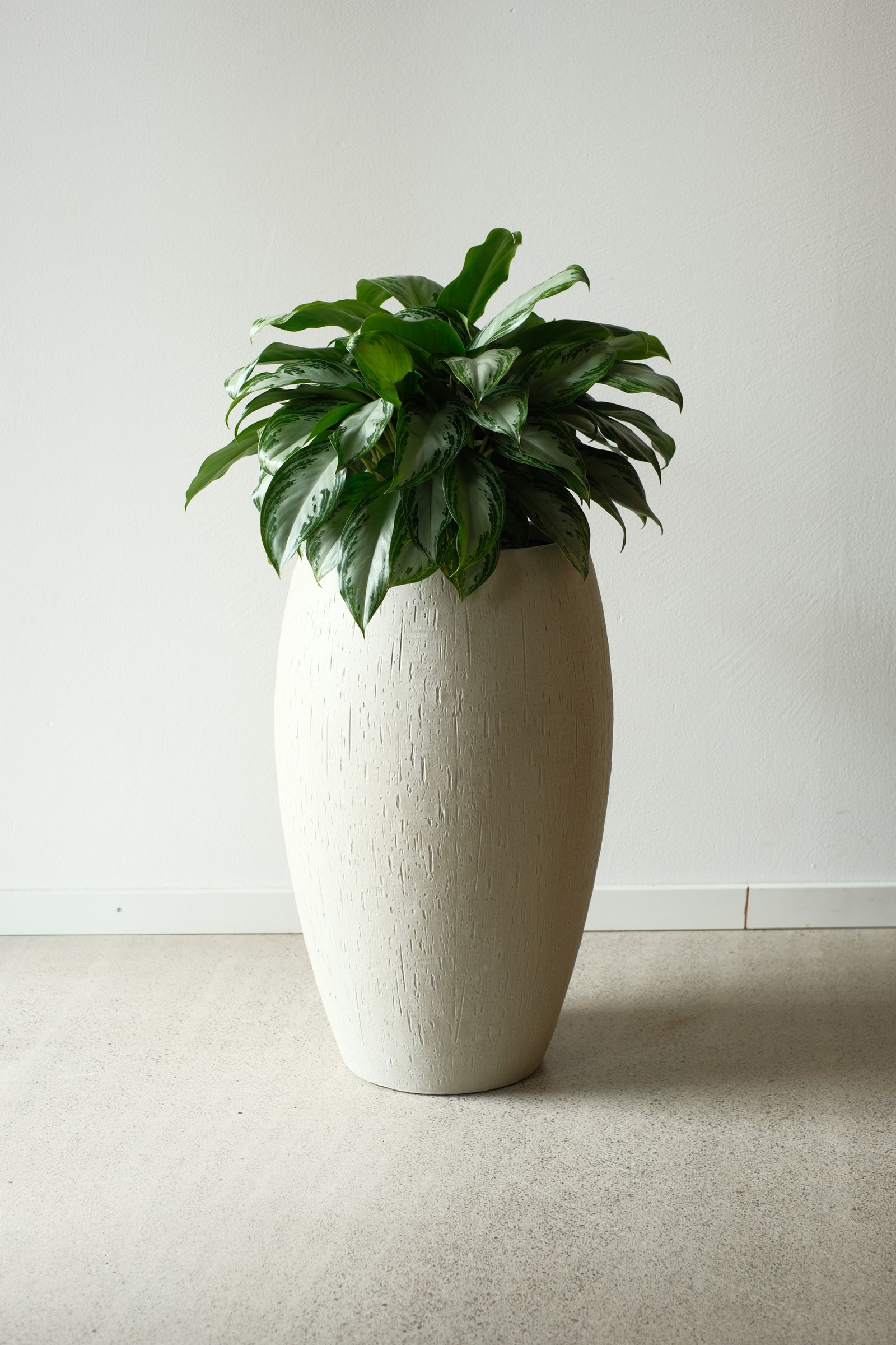 Aglaonema im schlanken Gefäss