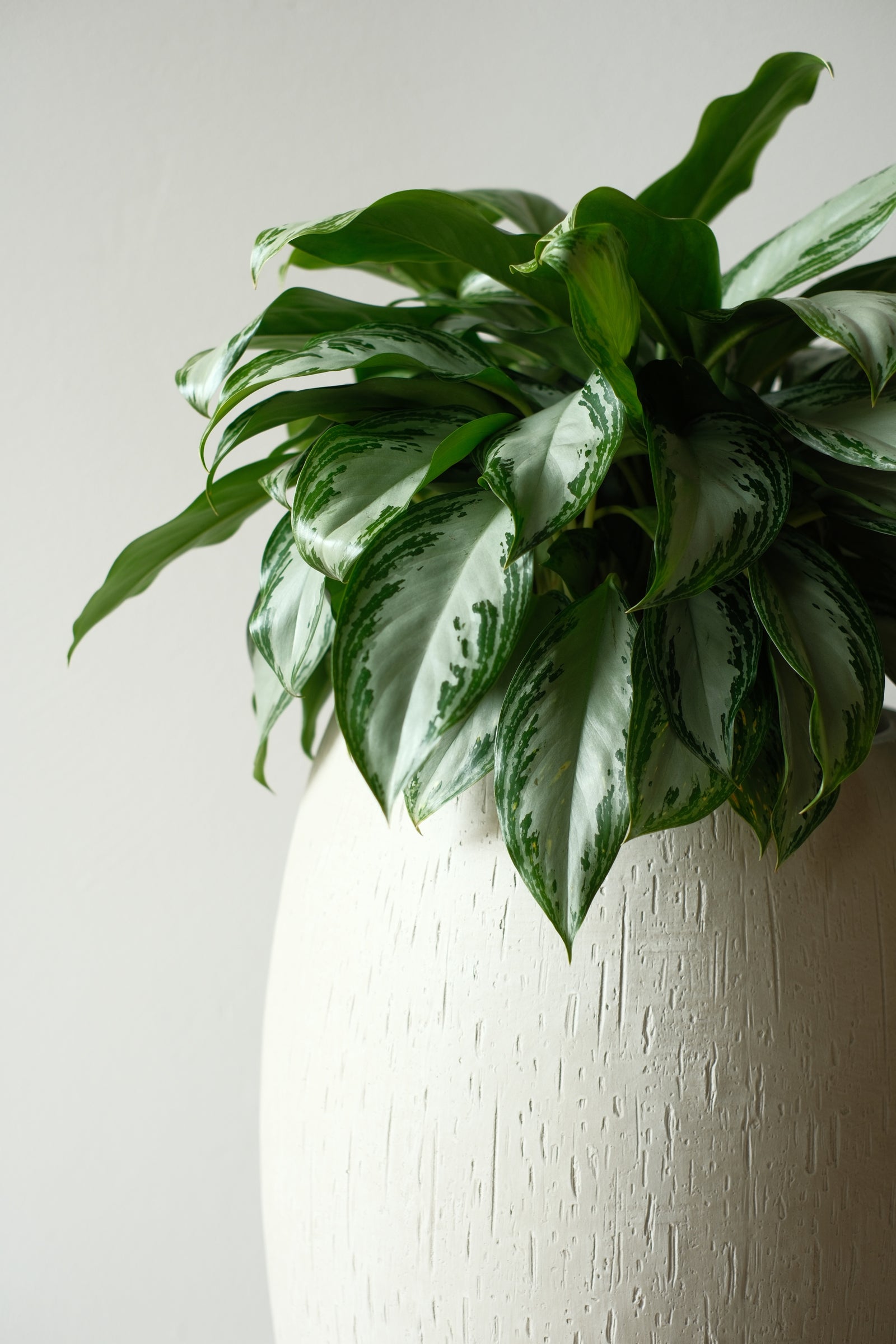Blätter einer Aglaonema über dem Rand eines hellen Gefässes