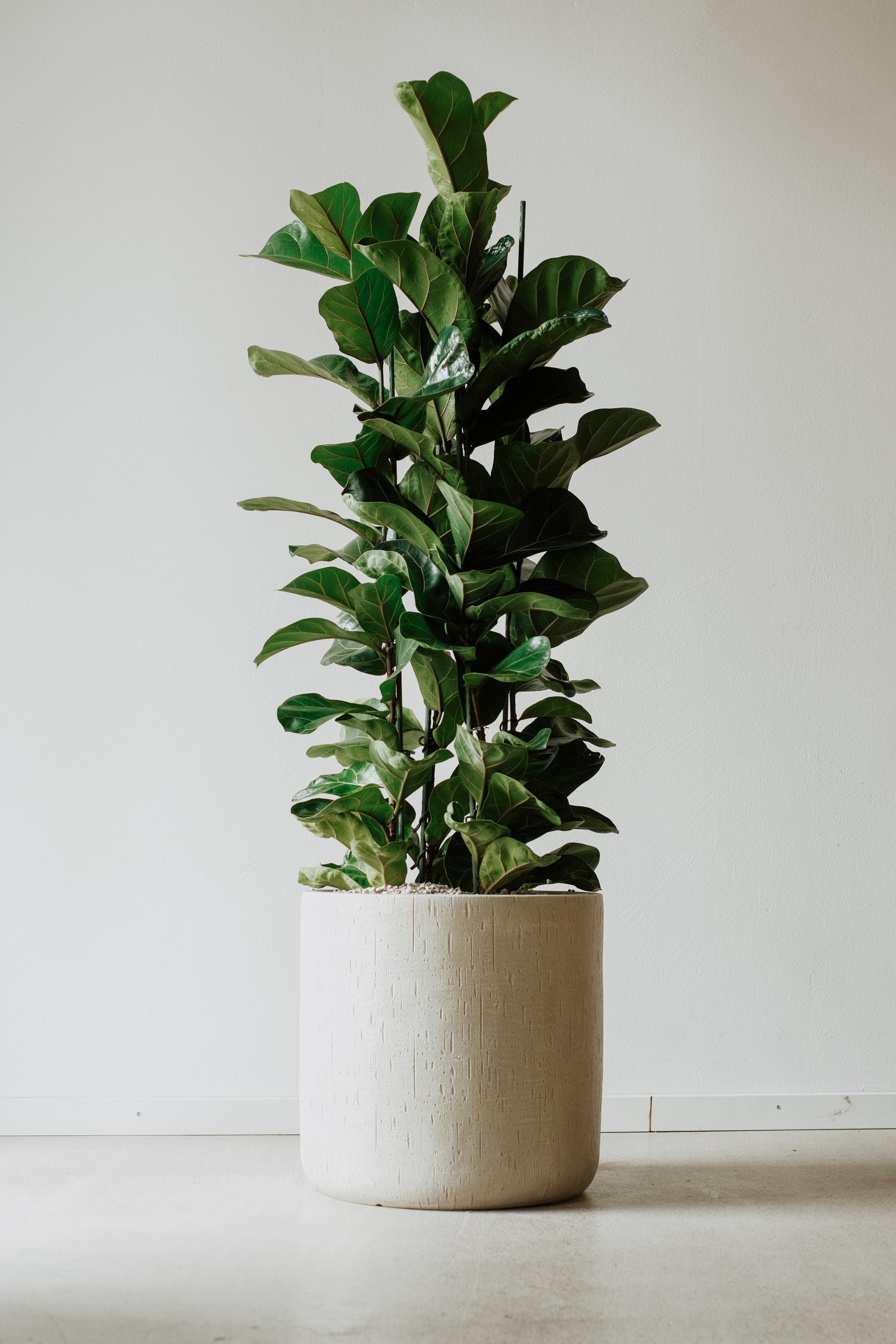 Ficus lyrata im zylindrischen Gefäss