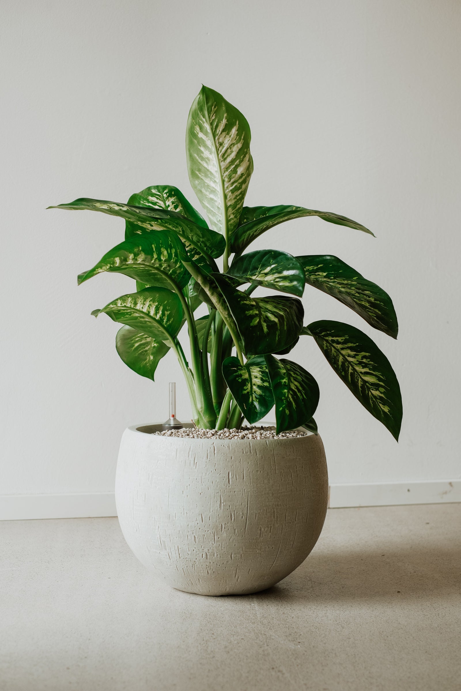 Dieffenbachia im runden Gefäss