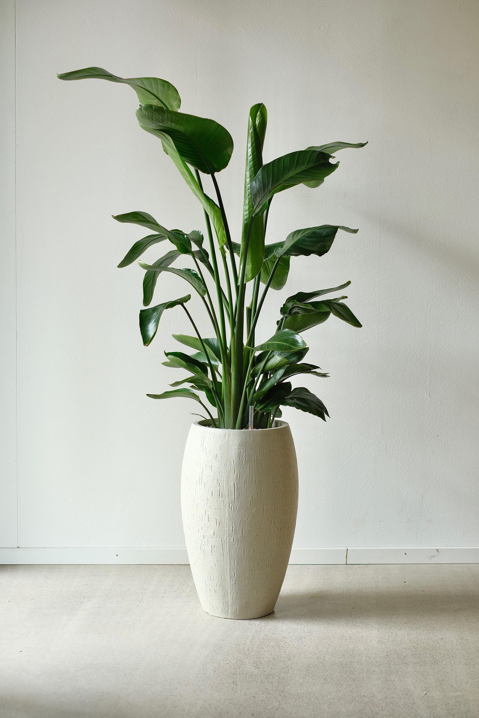 Strelitzia im hohen Gefäss