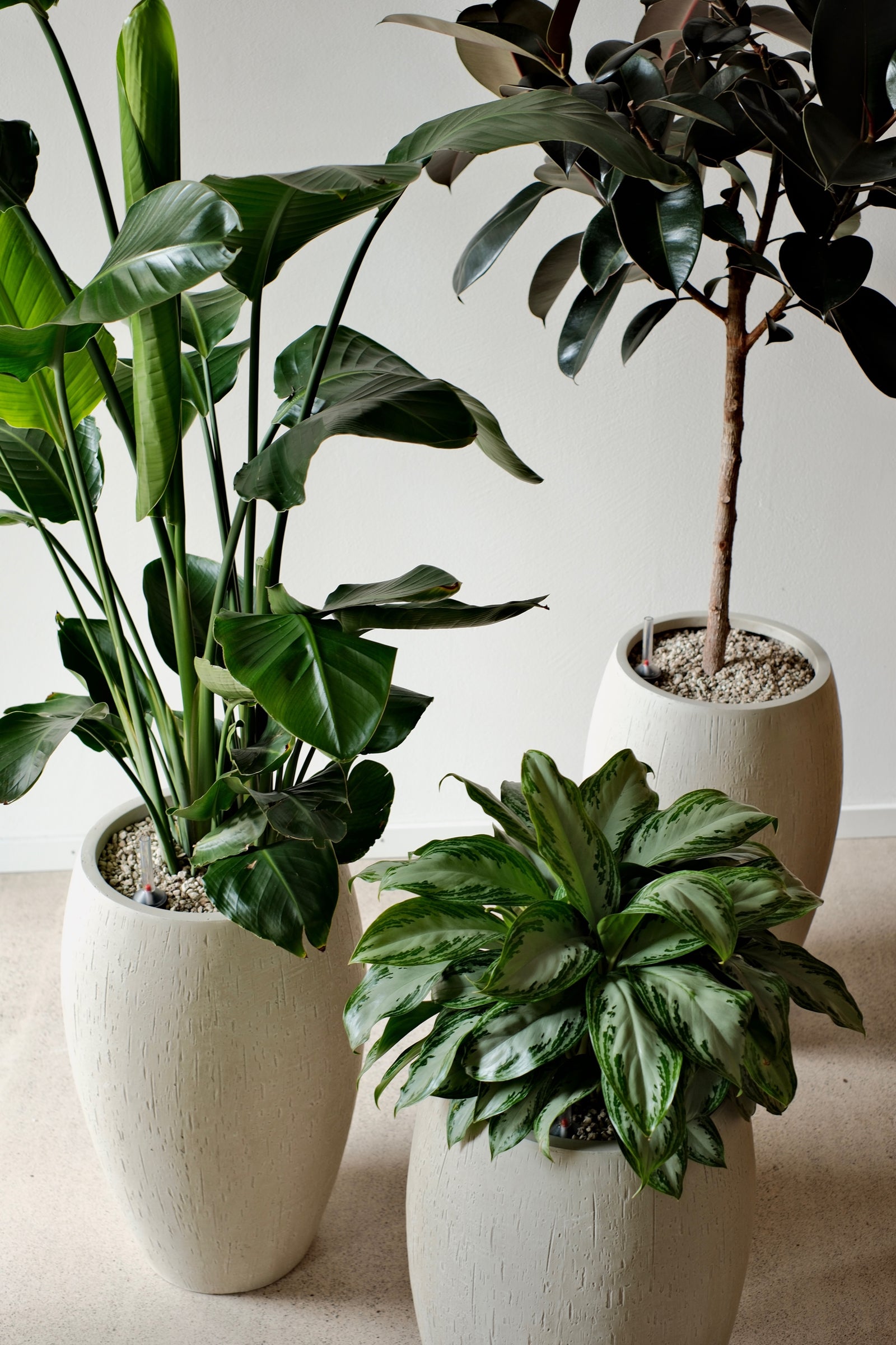 Strelitzia, Gummibaum und Aglaonema im Trio